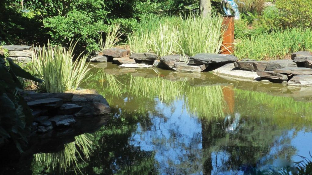 Ornamental Grass For Wet Areas at David Ramirez blog