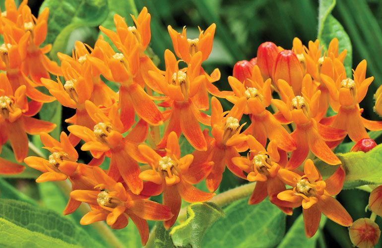 Guide to Asclepias tuberosa (Butterfly Weed