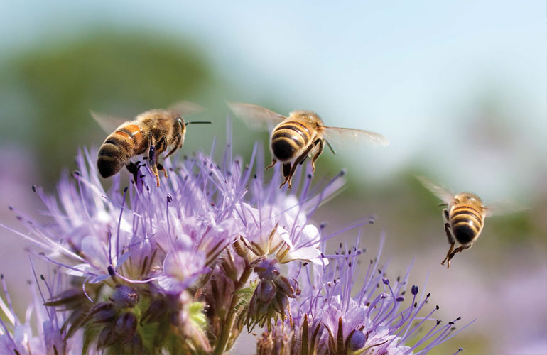 INDUSTRY SUPPORT FOR NATIONAL POLLINATOR HEALTH STRATEGY - AmeriNursery.com